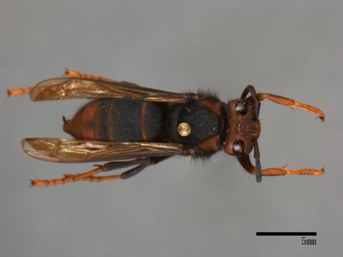Vespa velutina[黃腳虎頭蜂][00098798]