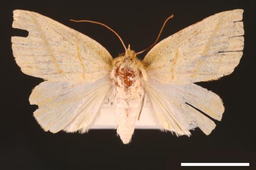 Hylophilodes esakii[00004465]