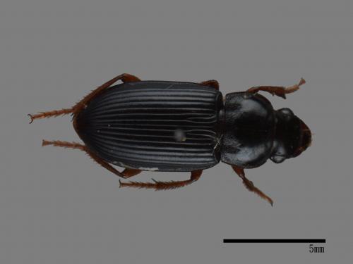 <已分類>Family：Carabidae[步行蟲科][00092699]