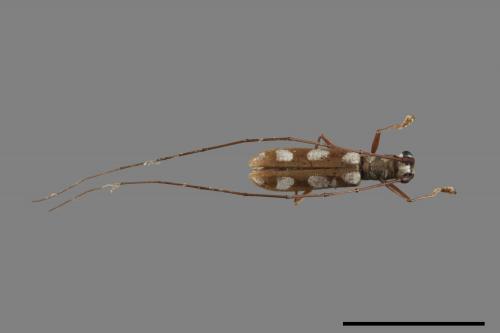 Olenecamptus formosanus[蓬萊狹胸白天牛][00084313]