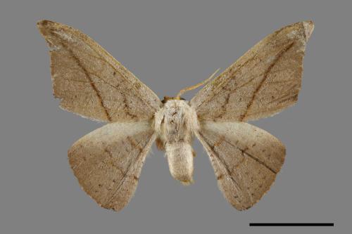 Oreta insignis[交讓木鉤蛾][00071419]