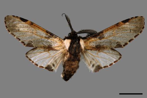 Harpyia longipennis[鹿枝背舟蛾][00056375]