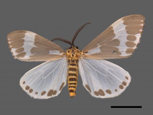 Nyctemera albofasciata[帶紋蝶燈蛾][00056640]