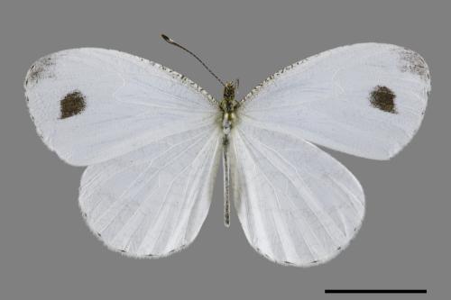 Leptosia nina niobe[黑點粉蝶][00102056]