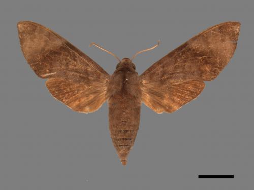 Acosmeryx formosana[臺灣缺角天蛾][00016832]