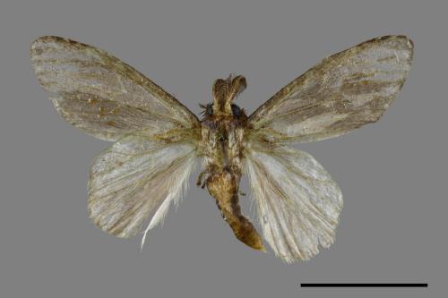 Liparopsis postalbida[中灰舟蛾][00045014]