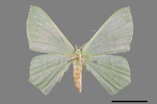 Thalassodes immisarius opalinus[粗脛翠尺蛾][00058183]