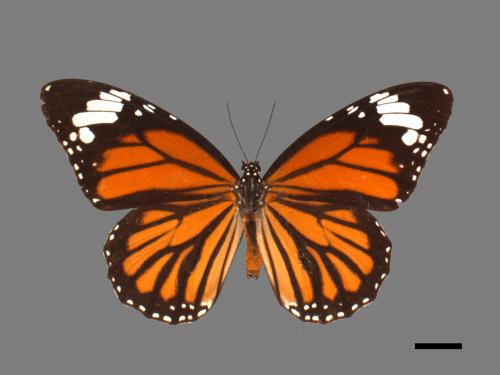 Danaus genutia[黑脈樺斑蝶][00014353]