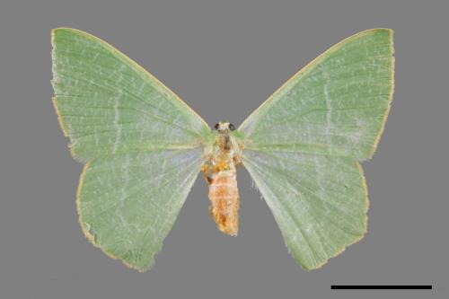 Thalassodes immisarius opalinus[粗脛翠尺蛾][00055329]