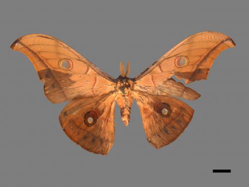 Antheraea pernyi[姬透目天蠶蛾][00016253]