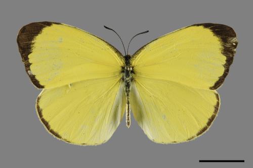 Eurema blanda arsakia[臺灣黃蝶][00101355]