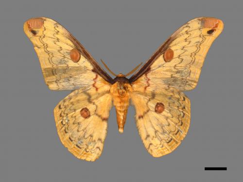 Loepa mirandula[大黃豹天蠶蛾][00016025]