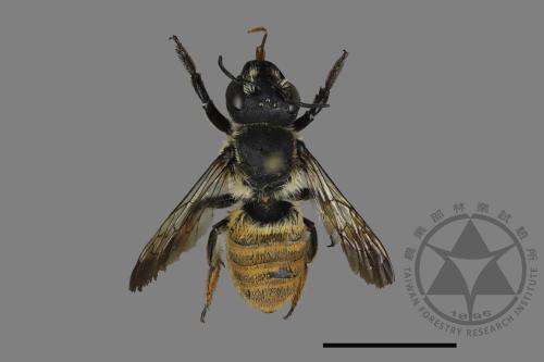 Megachile takaoensis[00169768]