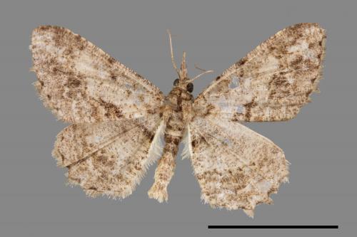 Psilalcis breta rantaizana[巒大山小尺蛾][00023513]