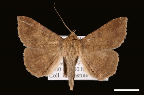 Ericeia inangulata[00029431]