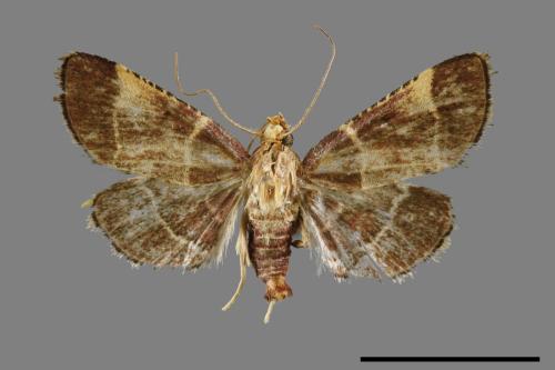 <已分類>Genus：Herculia[00067011]