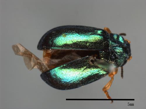 <已分類>Family：Chrysomelidae[金花蟲科][00081199]