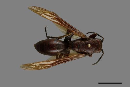 Polistes gigas[巨長腳蜂][00074381]