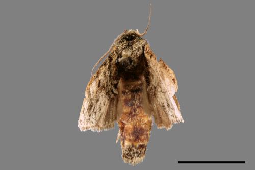 Pheosiopsis cinerea formosana[喜夙舟蛾][00036898]