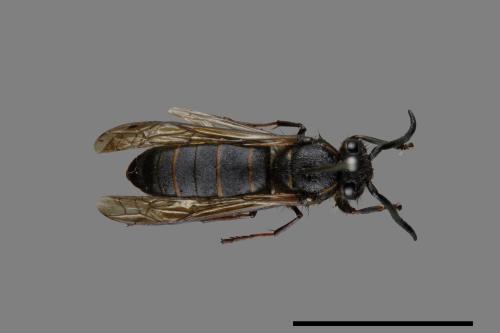 Vespula flaviceps[細黃胡蜂][00072893]