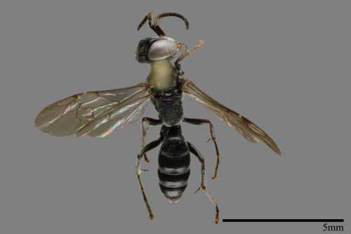 <已分類>Family：Sphecidae[細腰蜂科][00094381]