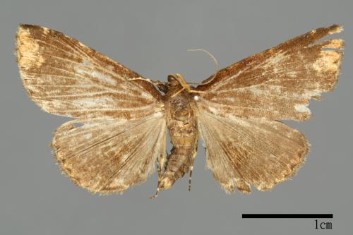 Adrapsa bupalistis[00009995]