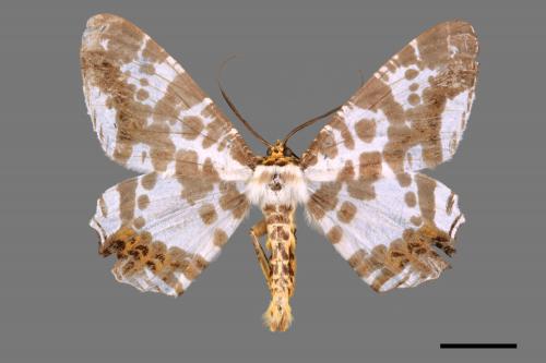 Vindusara moorei[豹紋大尺蛾][00055656]