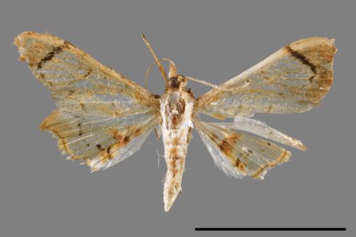 <已分類>Family：Crambidae[草螟科][00054651]