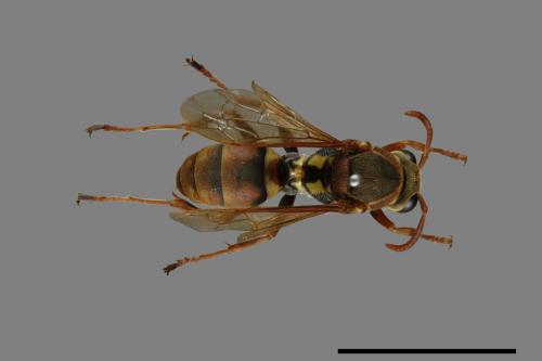 Polistes takasagonus[雙斑長腳蜂][00072683]