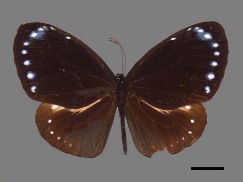 Euploea tulliolus koxinga[小紫斑蝶][00014355]