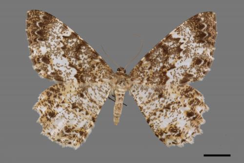 <已分類>Family：Geometridae[尺蠖蛾科][00019191]