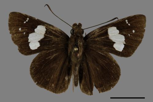 Notocrypta curvifascia[黑挵蝶][00102003]