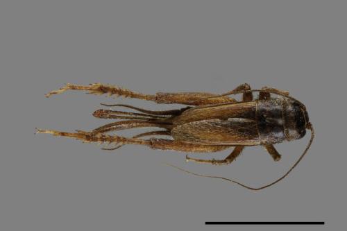 <已分類>Family：Gryllidae[蟋蟀科][00054453]