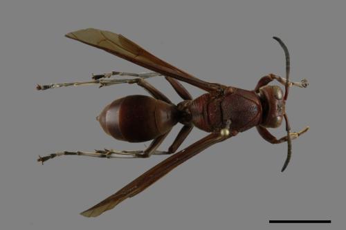 Polistes tenebricosus[赭褐長腳蜂][00117530]