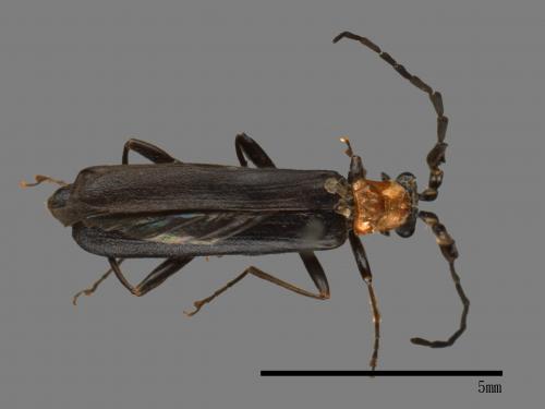 <已分類>Family：Cantharidae[菊虎科][00084393]