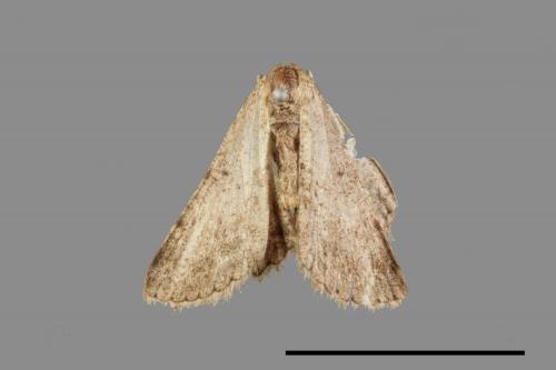 Psilalcis breta rantaizana[巒大山小尺蛾][00026015]
