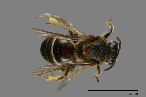 <已分類>Family：Halictidae[隧蜂科][00072330]