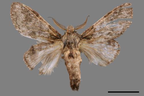 Syntypistis umbrosa[齒紋跨白舟蛾][00057334]