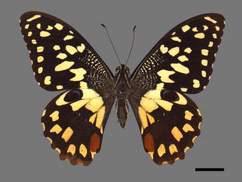 Papilio demoleus[無尾鳳蝶][00013432]