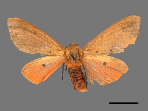 Spilarctia wilemani[褐赭污燈蛾][00051313]