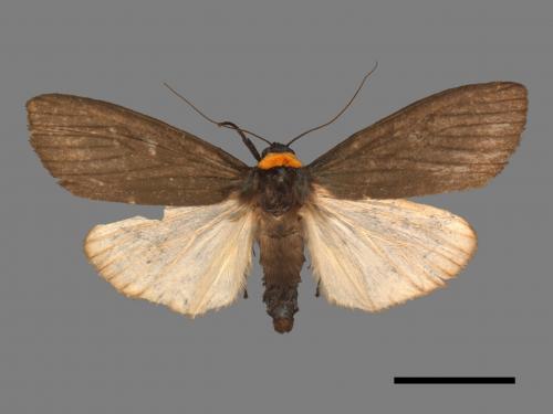 Paraona staudingeri[烏閃苔蛾][00042120]