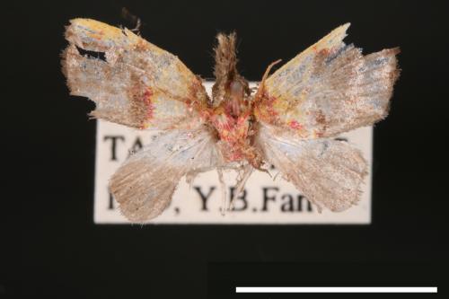 Siglophora sanguinolenta[內黃血斑瘤蛾][00004840]