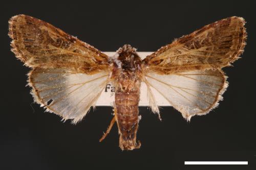 Spodoptera litura[斜紋夜蛾][00002784]