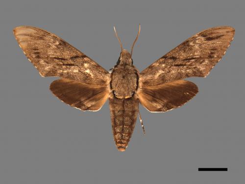 Psilogramma increta[霜降天蛾][00017627]