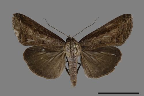 <已分類>Family：Noctuidae[夜蛾科][00100637]