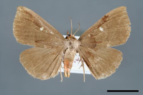 Calesia daspterus[00006602]