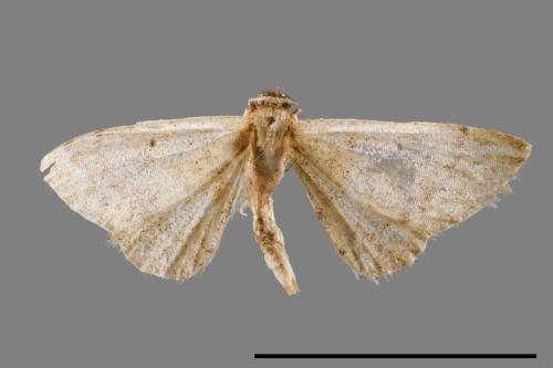 <已分類>Family：Crambidae[草螟科][00025358]
