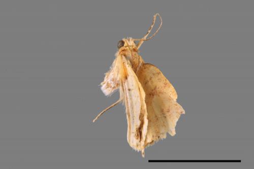 <已分類>Family：Geometridae[尺蠖蛾科][00087230]