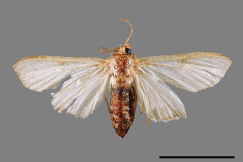 Cirrhochrista spissalis[00045088]