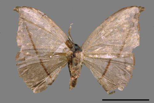 Albara reversaria opalescens[單帶鉤蛾][00047806]